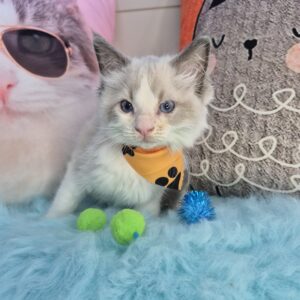 Diesel Ragdoll 01 Diesel Ragdoll 01