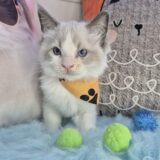 Diesel Ragdoll 03