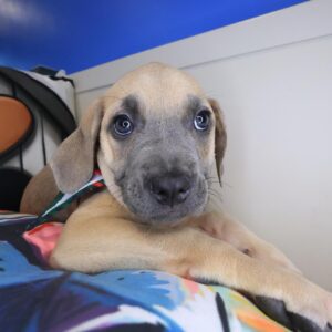 Dot Cane Corso 01