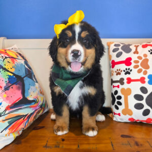 Dottie Bernese Mountain 01 Dottie Bernese Mountain 01