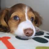 Dude Dachshund 01