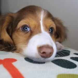 Dude Dachshund 01 Dude Dachshund 01