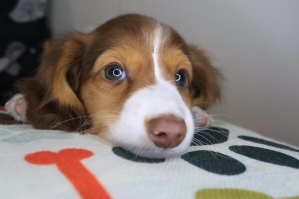 Dude Dachshund 01