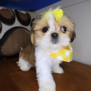 Dwayne Shih Tzu 01 Dwayne Shih Tzu 01