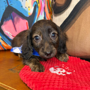 Echo Dachshund 01 Echo Dachshund 01