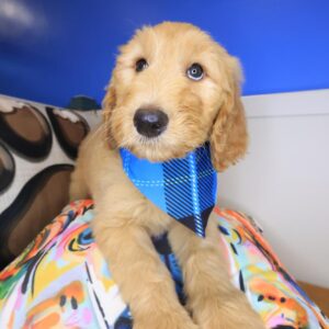 Edison Goldendoodle 01