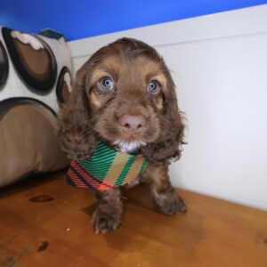 Eira Cockapoo 01 Eira Cockapoo 01