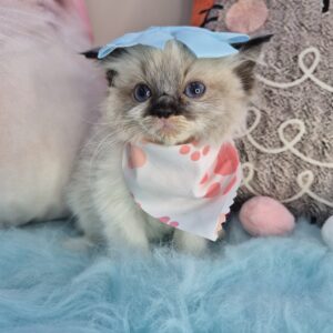 Eleanor Ragdoll 01 Eleanor Ragdoll 01