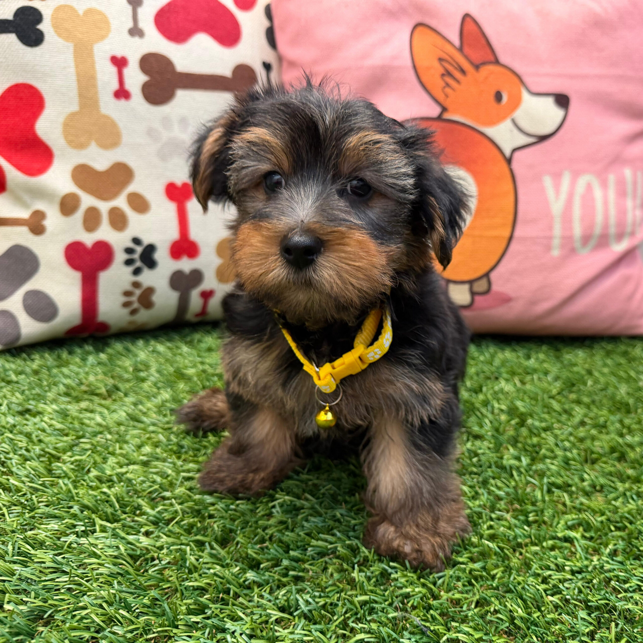 Find Your Dream Yorkshire Terrier for Sale in Dallas!