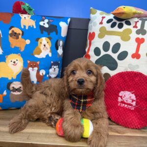 Enzo Cavapoo 01 Enzo Cavapoo 01