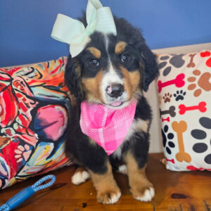 Fancy Pants Bernese Mountain 01 Fancy Pants Bernese Mountain 01