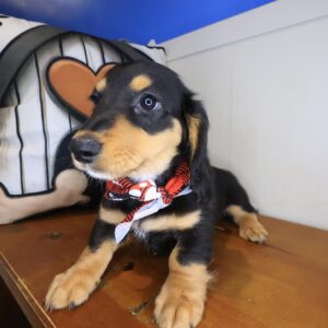 Fido Dachshund 01 Fido Dachshund 01