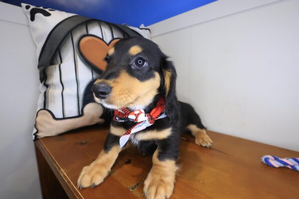 Fido Dachshund 01