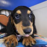Fido Dachshund 03