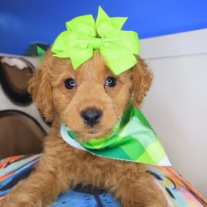 Fifi Goldendoodle 01 Fifi Goldendoodle 01