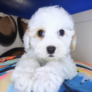 Finnian Maltipoo 01 Finnian Maltipoo 01
