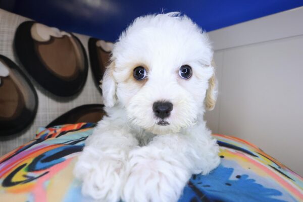 Finnian Maltipoo 01