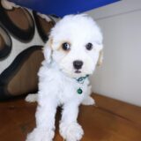 Finnian Maltipoo 02