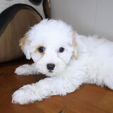 Finnian Maltipoo 03
