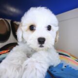 Finnian Maltipoo 04