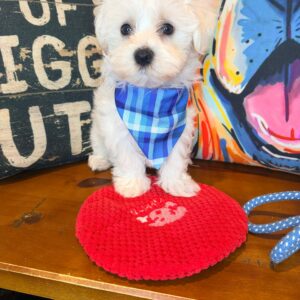 Fritzie Maltese 01