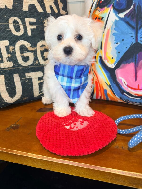 Fritzie Maltese 01