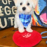 Fritzie Maltese 02
