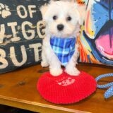 Fritzie Maltese 04