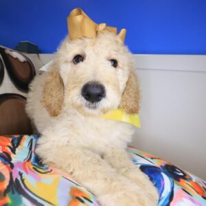 Garfunkel Goldendoodle 01
