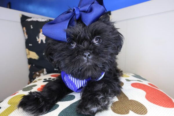 Gidget Shih Tzu 01