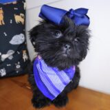 Gidget Shih Tzu 03
