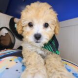 Ginkgo Maltipoo 01