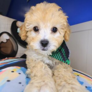 Ginkgo Maltipoo 01 Ginkgo Maltipoo 01