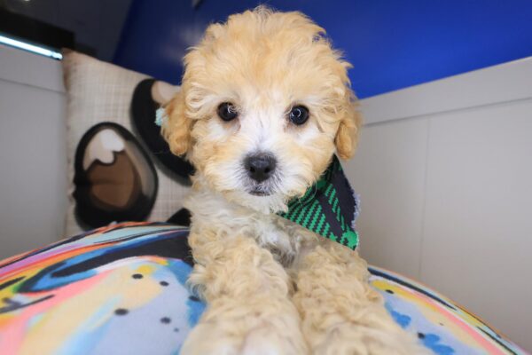 Ginkgo Maltipoo 01