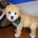 Ginkgo Maltipoo 02