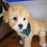 Ginkgo Maltipoo 03
