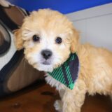 Ginkgo Maltipoo 04