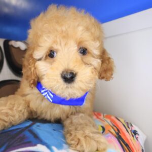 Gordo Cockapoo 01 Gordo Cockapoo 01