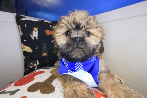 Guinness Shih Tzu 01