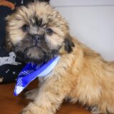 Guinness Shih Tzu 02