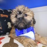 Guinness Shih Tzu 03