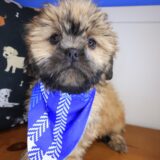 Guinness Shih Tzu 04