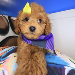Hazel Cockapoo 01 Hazel Cockapoo 01