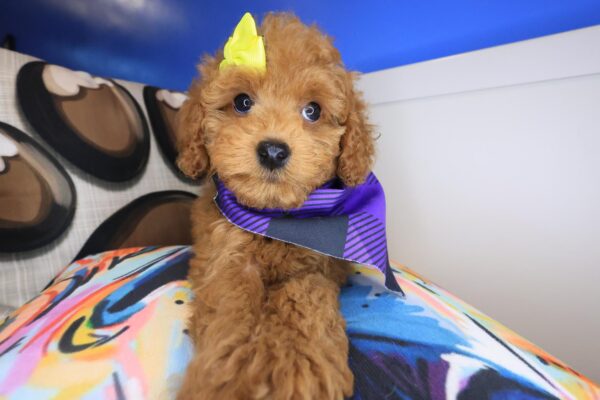 Hazel Cockapoo 01
