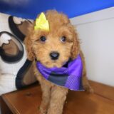 Hazel Cockapoo 04