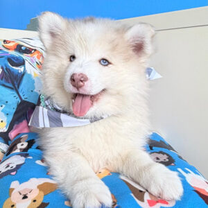 Hero Pomsky 01