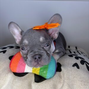 Icon French Bulldog 01