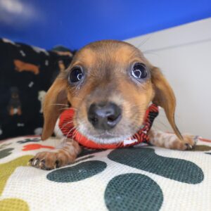Joey Dachshund 01 Joey Dachshund 01