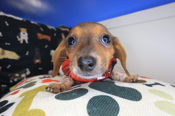 Joey Dachshund 01
