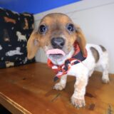 Joey Dachshund 02
